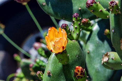Prickly Pear Cacti Flower Free Stock Photo - Public Domain Pictures