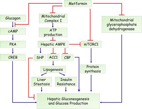 Mechanism Of Action Of Metformin