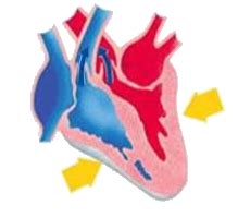 Identify the phase of circulation which is represented in the diagram ...