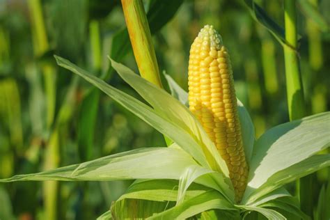 Safal Seeds & Biotech Ltd. | Quality Agricultural Seeds Manufacturer ...