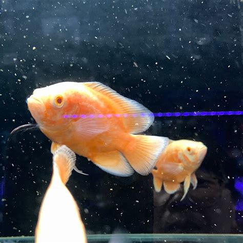 Albino Tiger Oscar Cichlid – Mississauga Aquarium