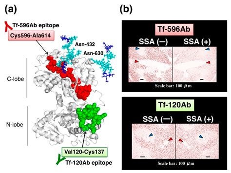 Lectin-Based Assay for Glycoform-Specific Detection of α2,6-sialylated ...