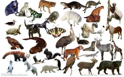 100种常见动物的图片 20种动物图片(2)_配图网
