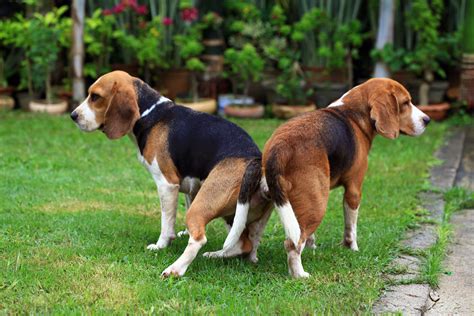 Do Spayed And Neutered Dogs Still Mate