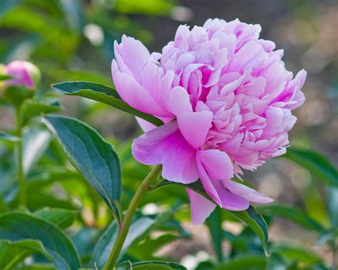Peony 'Sarah Bernhardt' bare roots — Buy pink peonies online at Farmer ...