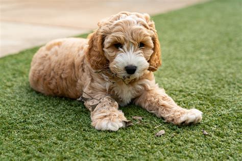 10 Week Old Cockapoo 的图像结果