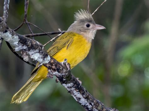 Grey-headed Tanager - eBird