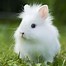 Image result for lionhead bunny