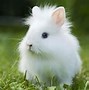 Image result for lionhead bunny