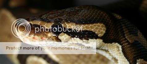 Ball Python Cint Reptile 的图像结果
