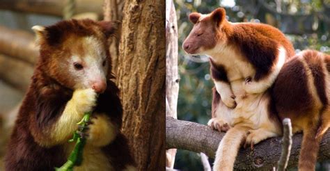 Image result for Kangaroo Evolution Tree