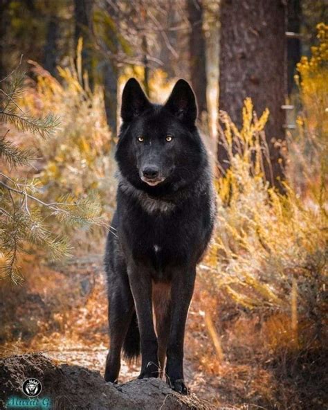 Stuart Wilson - Digital Communication Technology posted on LinkedIn