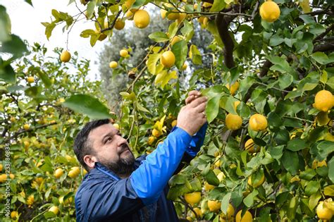 Lemon tree harvesting Stock Photo | Adobe Stock