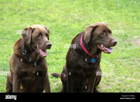 Image result for 2 Labrador Retriever