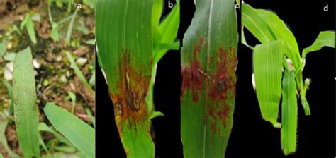 Identification of a New Pathogenic fungi Causing Sorghum Leaf Spot ...