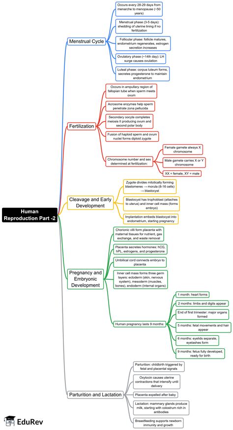 Human Reproduction Mind Map - NEET Biology Class 12 PDF Download