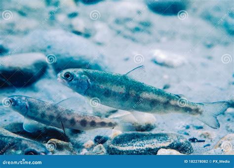 Immature Salmon