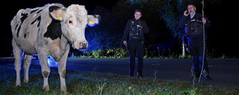 Ausgebüxtes Rind wieder eingefangen: Polizei dankt Landwirt ...