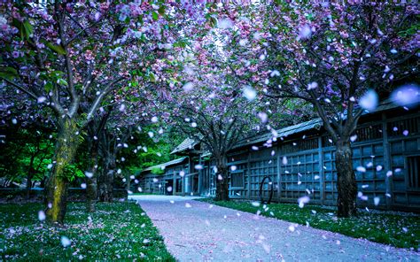 精选梦幻唯美的日本樱花雨风景高清电脑桌面壁纸下载-风景壁纸-壁纸下载-美桌网