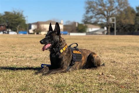 Training Guard Dogs for Protection 的图像结果