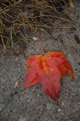 Leef Fill Color 的图像结果