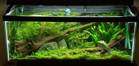 Best 13 20 Gallon Long Journey – Artofit