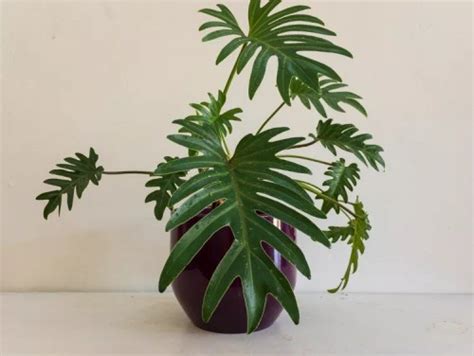 Philodendron Xanadu Plant
