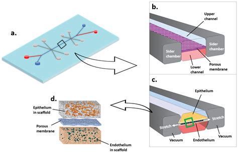 Current Advances in 3D Dynamic Cell Culture Systems