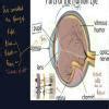diagram of human eye with lable class 8 - Brainly.in