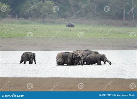 A Herd of Elephants Taking Bath in Ram Ganga River Stock Image - Image ...