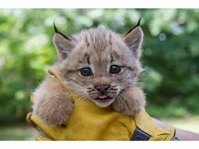 Image result for Baby Lynx Kitten