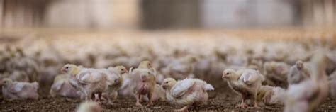 Billion Dollar Cost of the Global Bird Flu Outbreak - FOUR PAWS ...