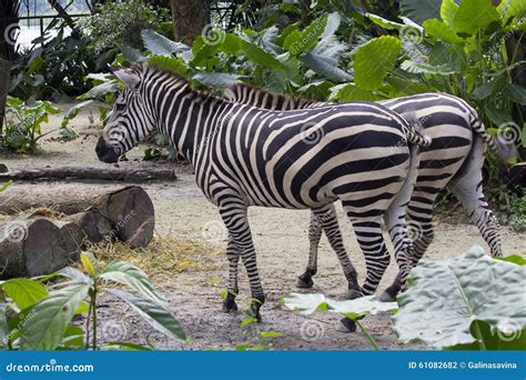 A pair of zebras stock photo. Image of striped, background - 61082682