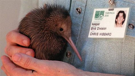Conservation 'tragedy' as endangered kiwis die in New Zealand zoo | Fox News