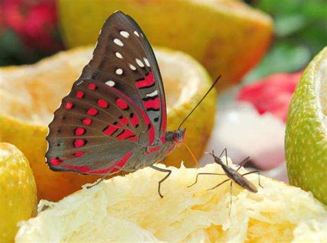 Clean environment invites birds and butterflies back to city this ...