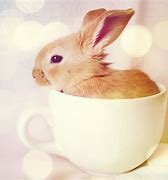 Image result for Baby Teacup Bunnies