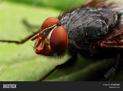 Biggest Fly In The World