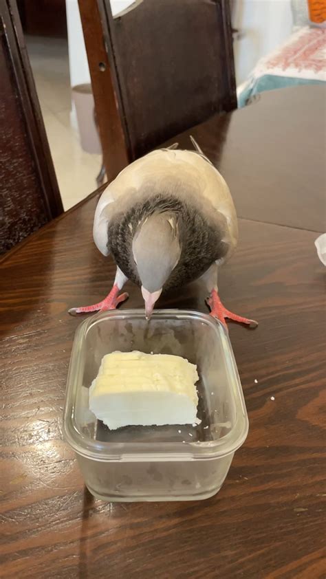 My birb adores eating Halloumi cheese. Is it alright for pigeons to consume Halloumi almost ...