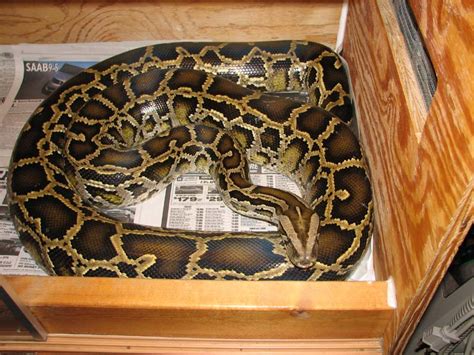 Image result for Owning Male Burmese Python