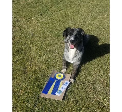 CGC / CGCA / Therapy Dog Testing, Truckee Meadows Dog Training Club ...