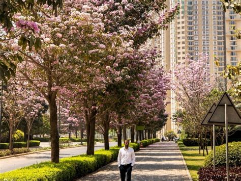 Bengaluru Flowers Blooming Turn City Pink