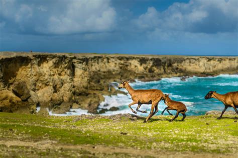 Top 10 Amazing Barbados Animals | Barbados Wildlife | Inspiring Travel