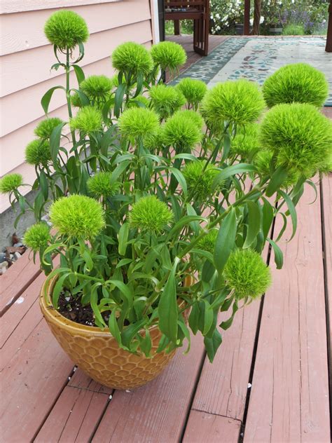 Green Ball Dianthus | Dianthus ‘Green Ball’ | Plant sale, Plants ...