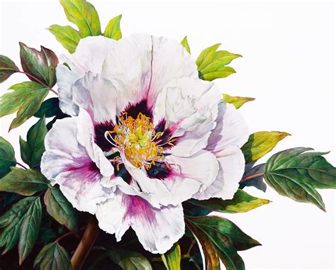 Rosie Sanders, Paeonia Rockii hybrid, 2023 | Jonathan Cooper