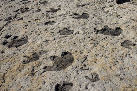 Trace Fossils Dinosaur Footprints