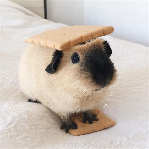 The cutest S'more we have ever seen ð ¹ð ...
