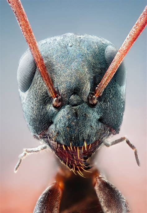 Close-Up Picture of a Black Ant! : pics