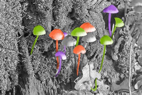 6 Fantastic Facts About Fungi - Interesting Facts
