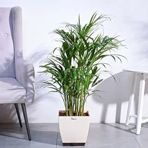 UGAOO Areca Palm Natural Live Indoor Plant with Pot - Extra Large ...