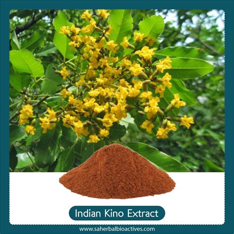 Indian Kino Tree Extract Health Benefits Traditional Indian Medicines